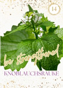 Wildkräuterkarte 14 -Knoblauchsrauke