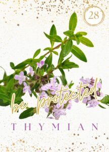 Wildkräuterkarte 28 - Thymian