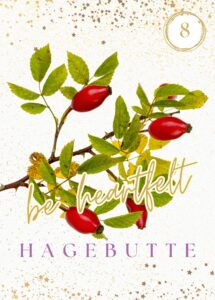 Wildkräuterkarte 8 Hagebutte